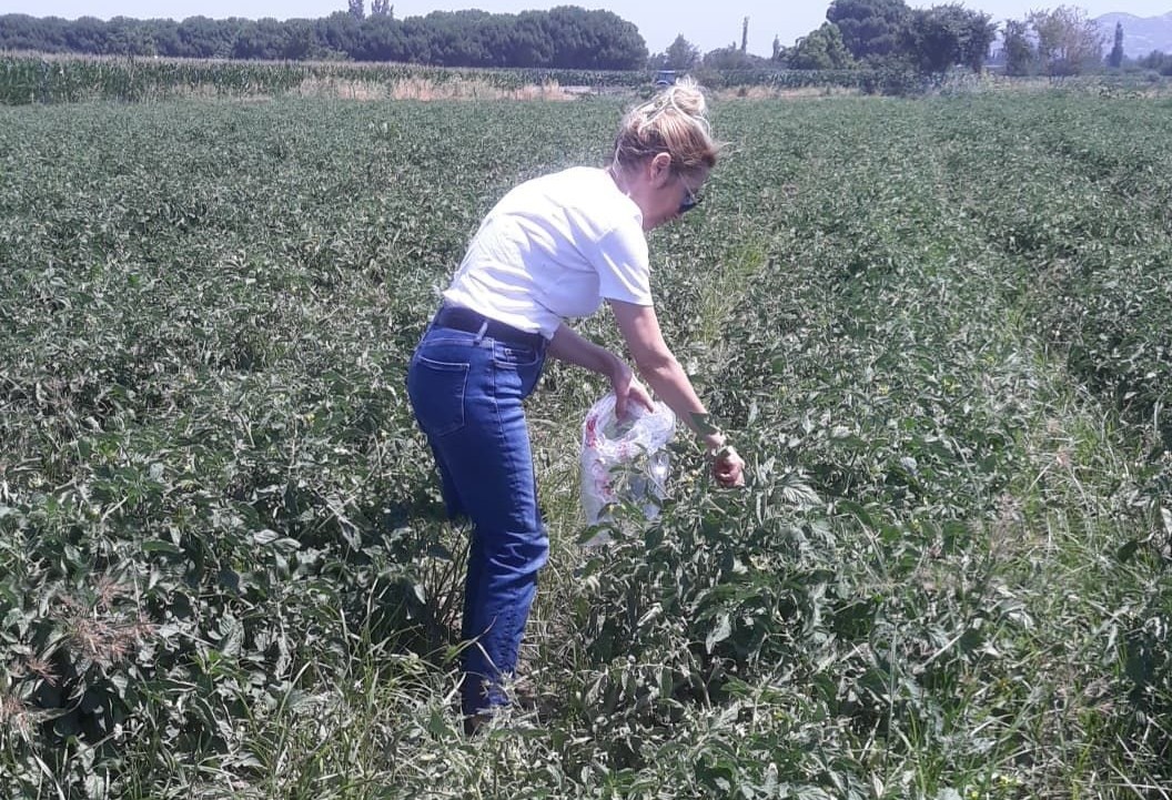 Söke’de hasat öncesi pestisit kontrolü yapıldı
