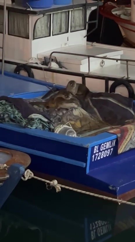 Aç kalan anne su samuru ve yavruları Gemlik’te tekneye sığındı
