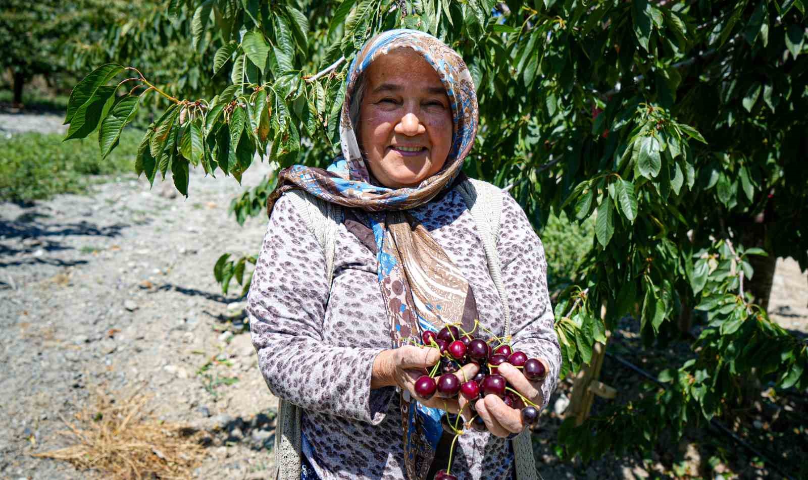 Ankara’da geçen yıl don vuran kiraz bahçelerinde bu yıl 80 tonluk rekolte bekleniyor
