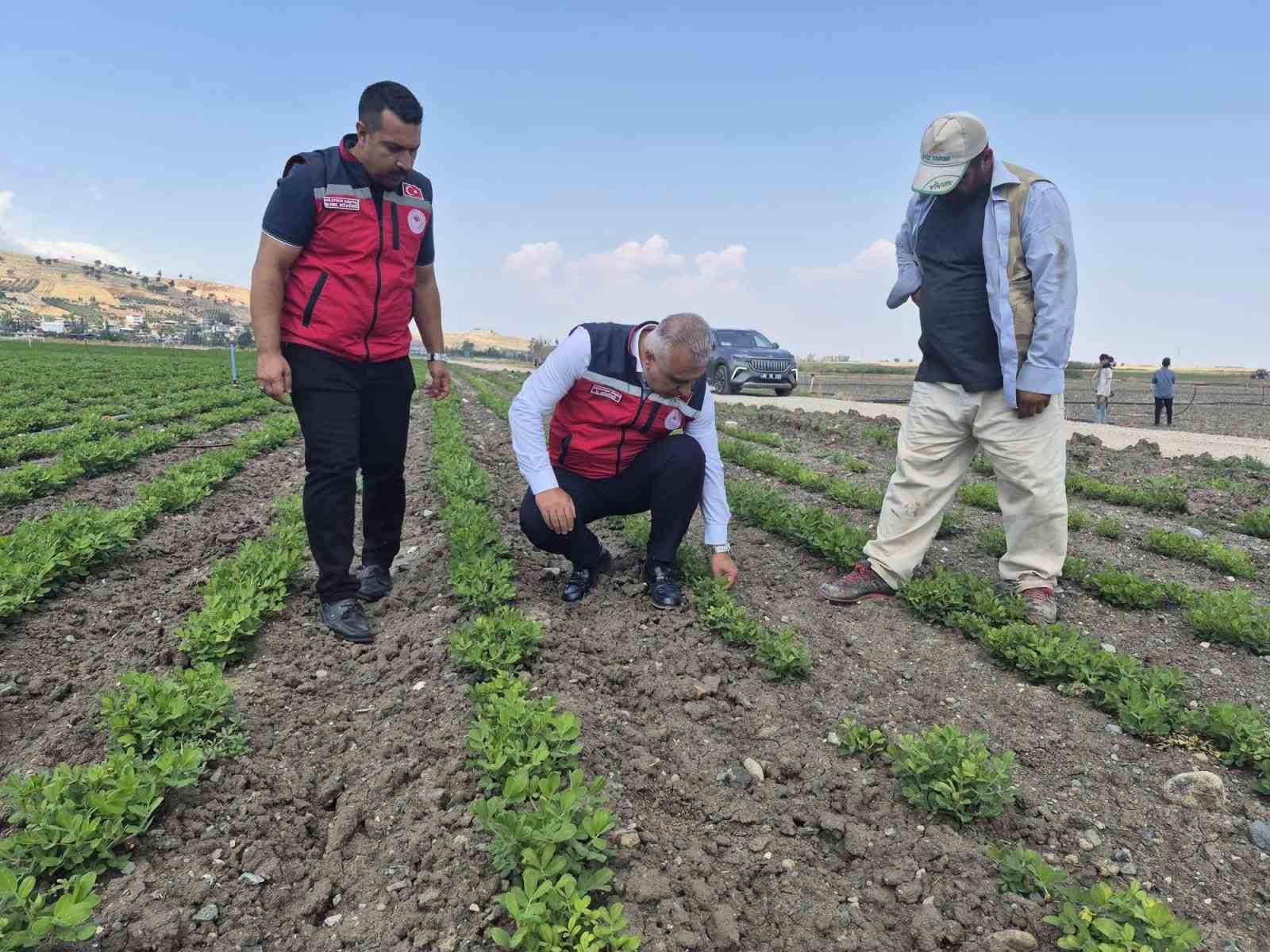 Antakya’da yer fıstığı üretimi yapılan araziler incelendi
