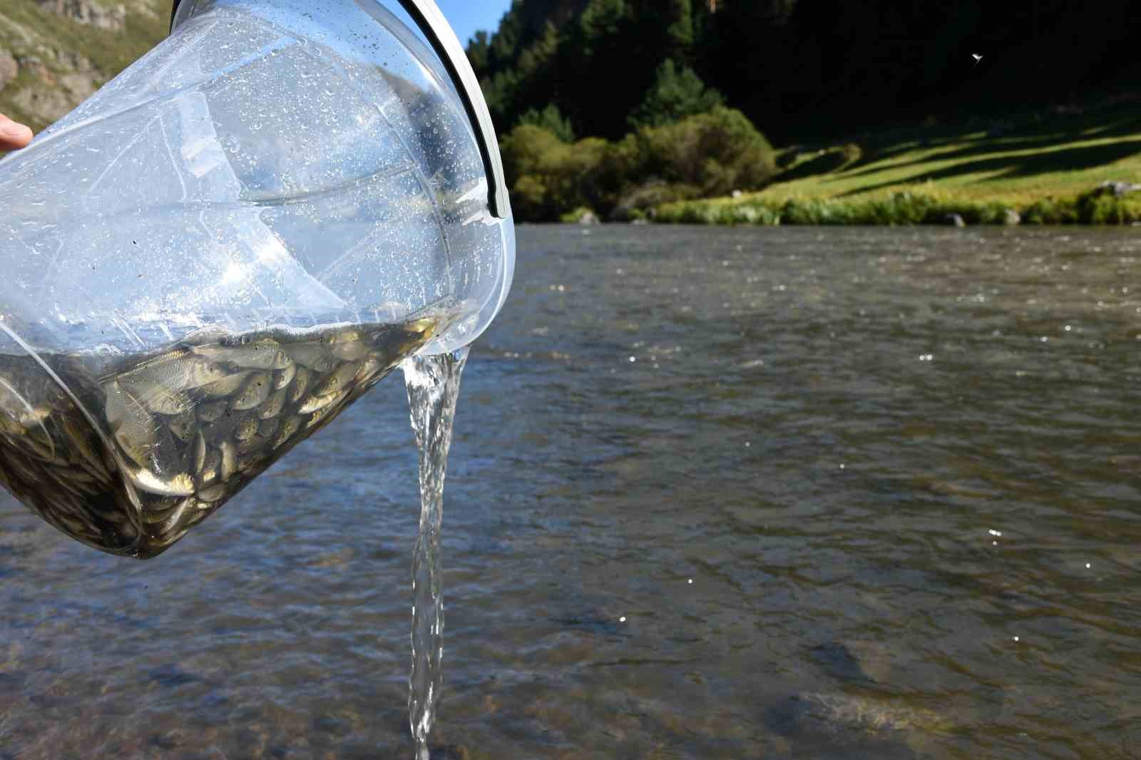 Ardahan’da 300 bin yavru sazan balığı nehre bırakıldı
