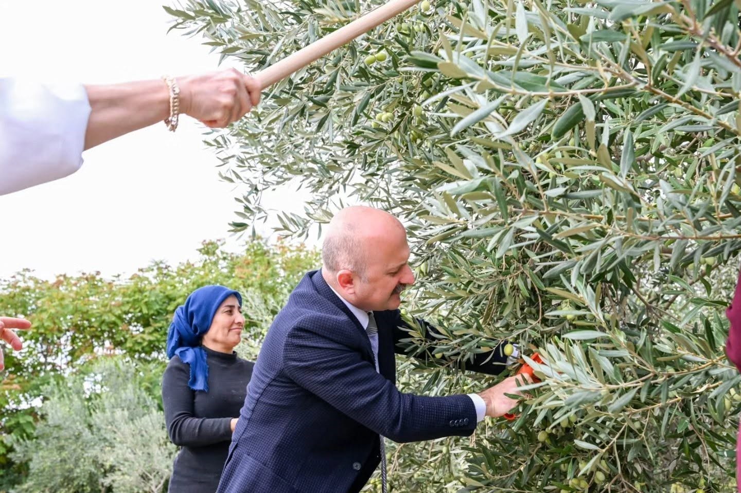 Aydın Valisi Varol, kadın çiftçilerle zeytin topladı

