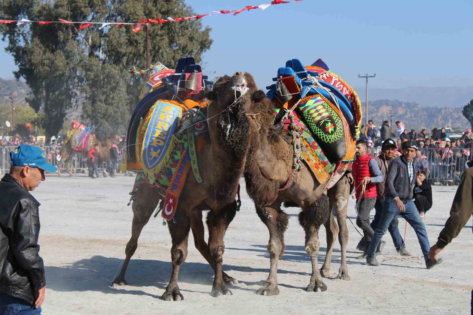 Aydın’da deve güreşleri ertelendi
