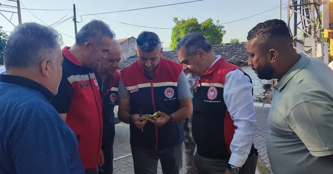 Aydın’da ilekleme sezonu yakından takip ediliyor
