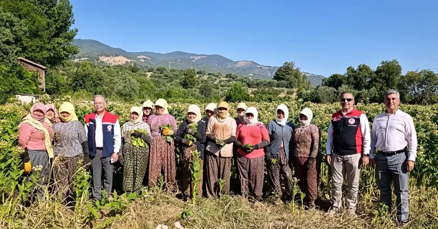 Aydın’da tütün üretiminin merkezi Karacasu’da kırım başladı
