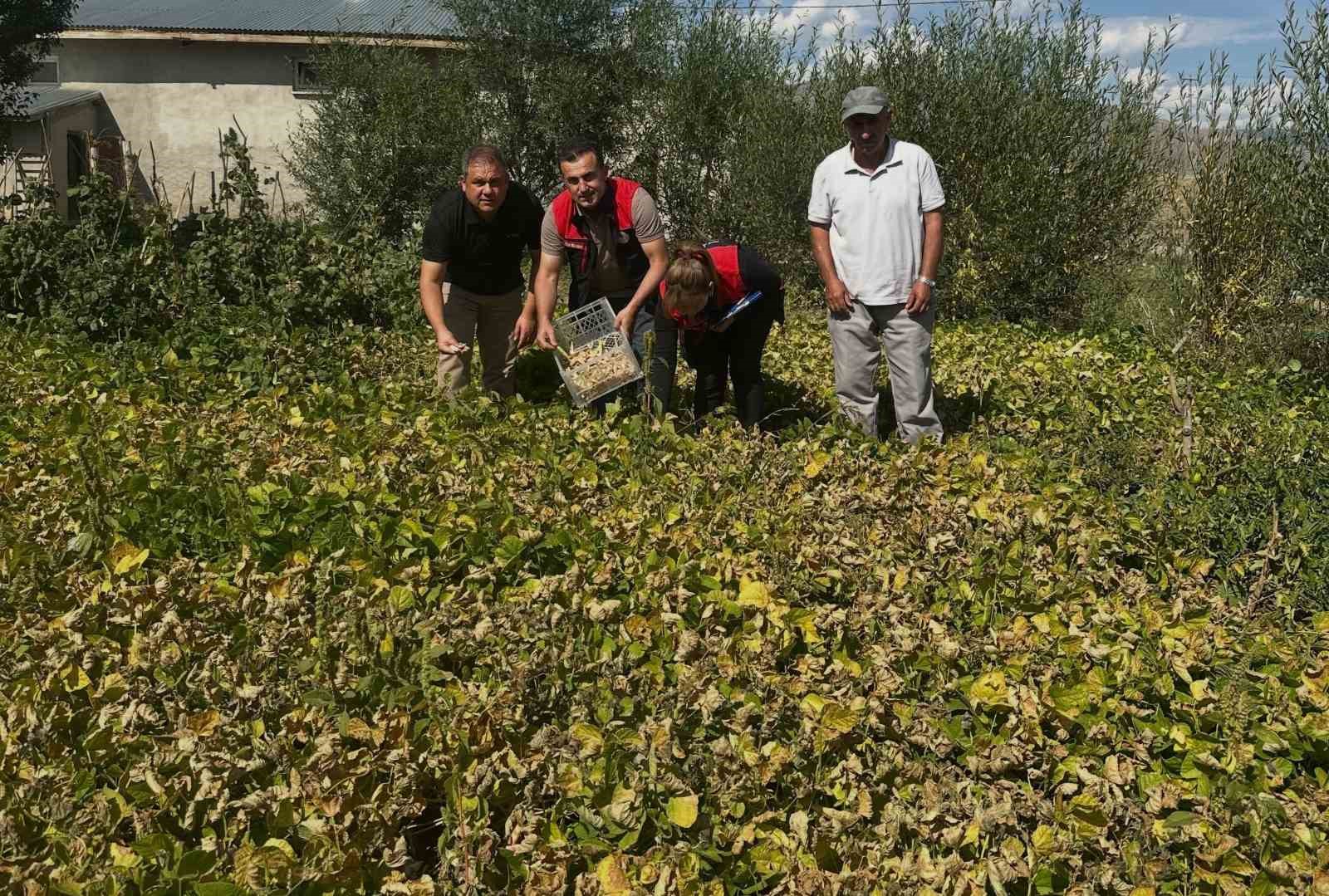 Aydıntepe şeker fasulyesi tarlada denetlendi
