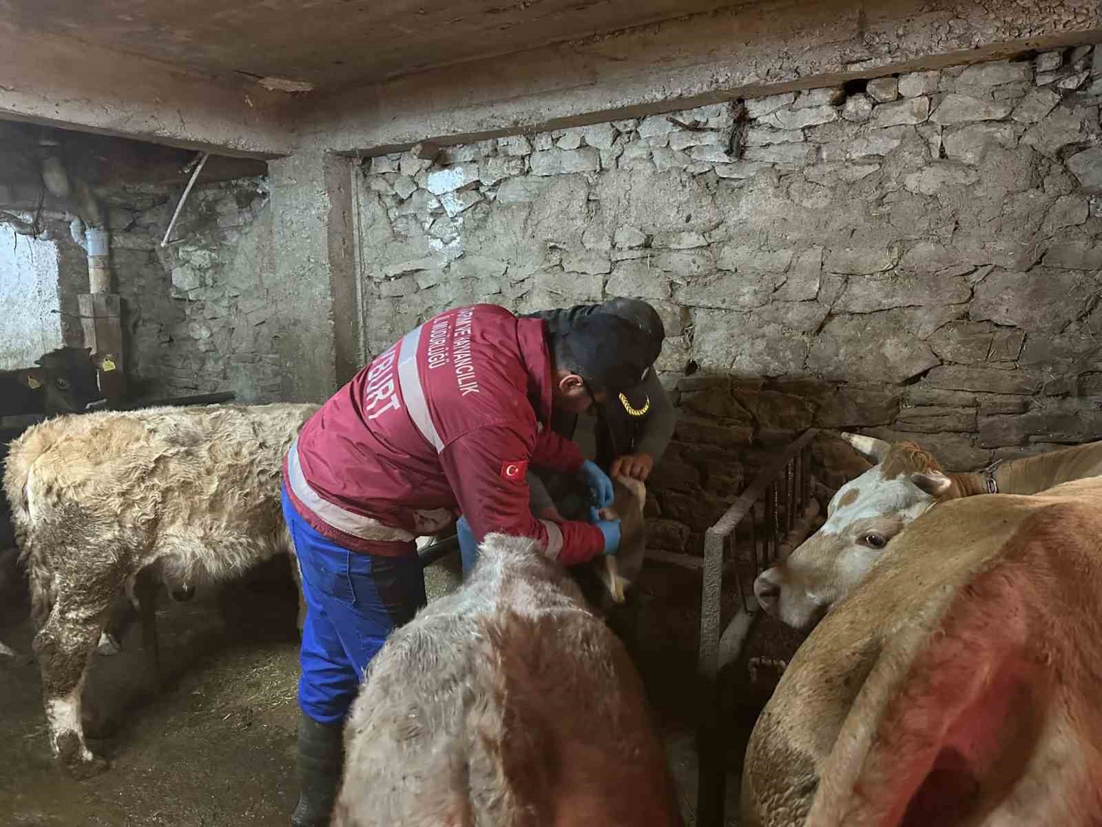 Aydıntepe’de şap aşılama ve küpeleme çalışmaları yeni yerleşimlerde devam ediyor
