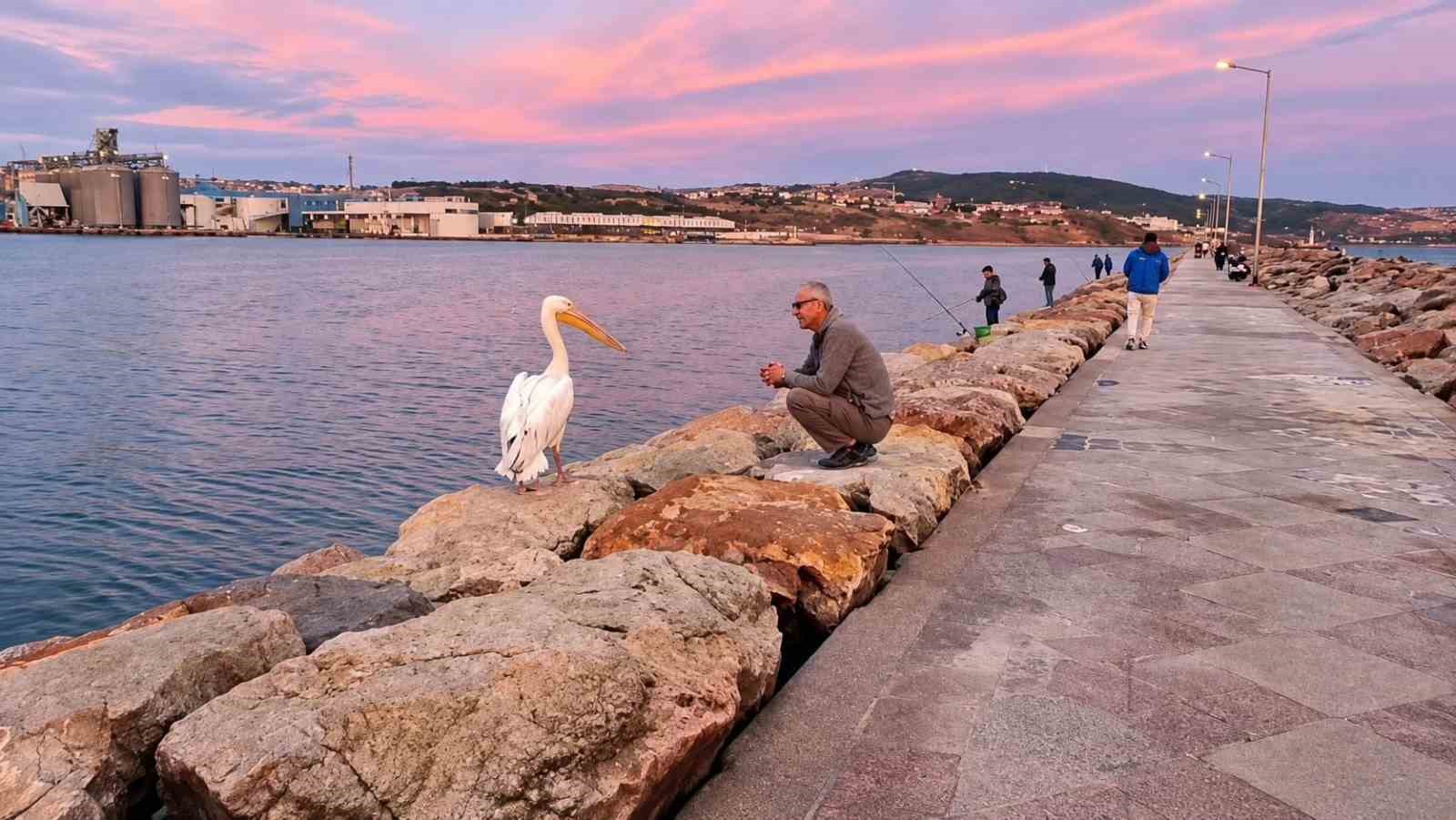 Bandırma mendireğinde pelikan sürprizi
