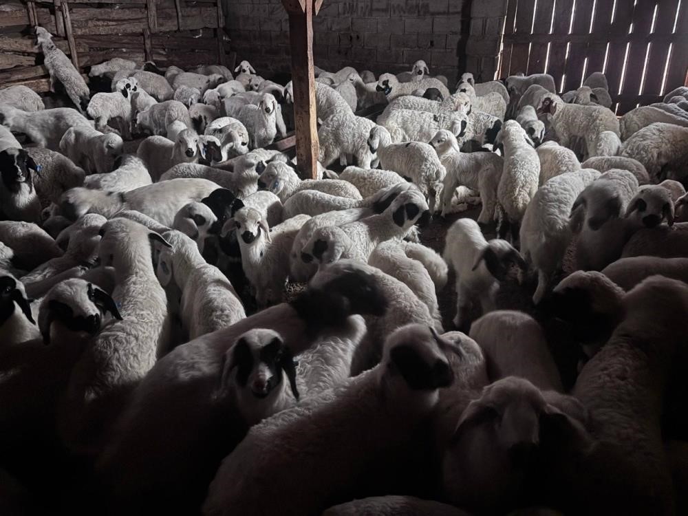 Bayburt’ta buzağı, malak, kuzu ve oğlak desteği ikinci dönem başvuruları yarın başlıyor
