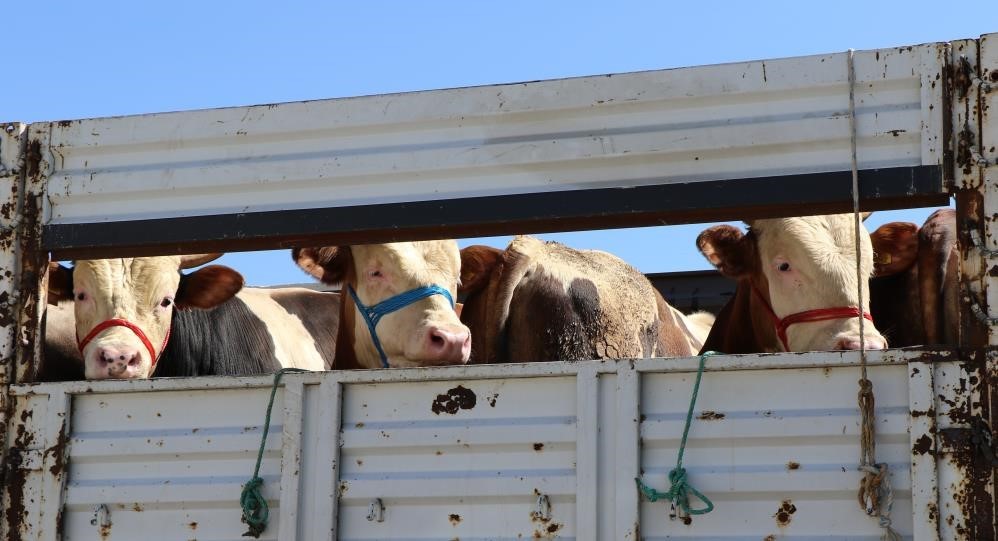 Bayburt’ta şap hastalığına karşı hayvan giriş çıkışları durduruldu
