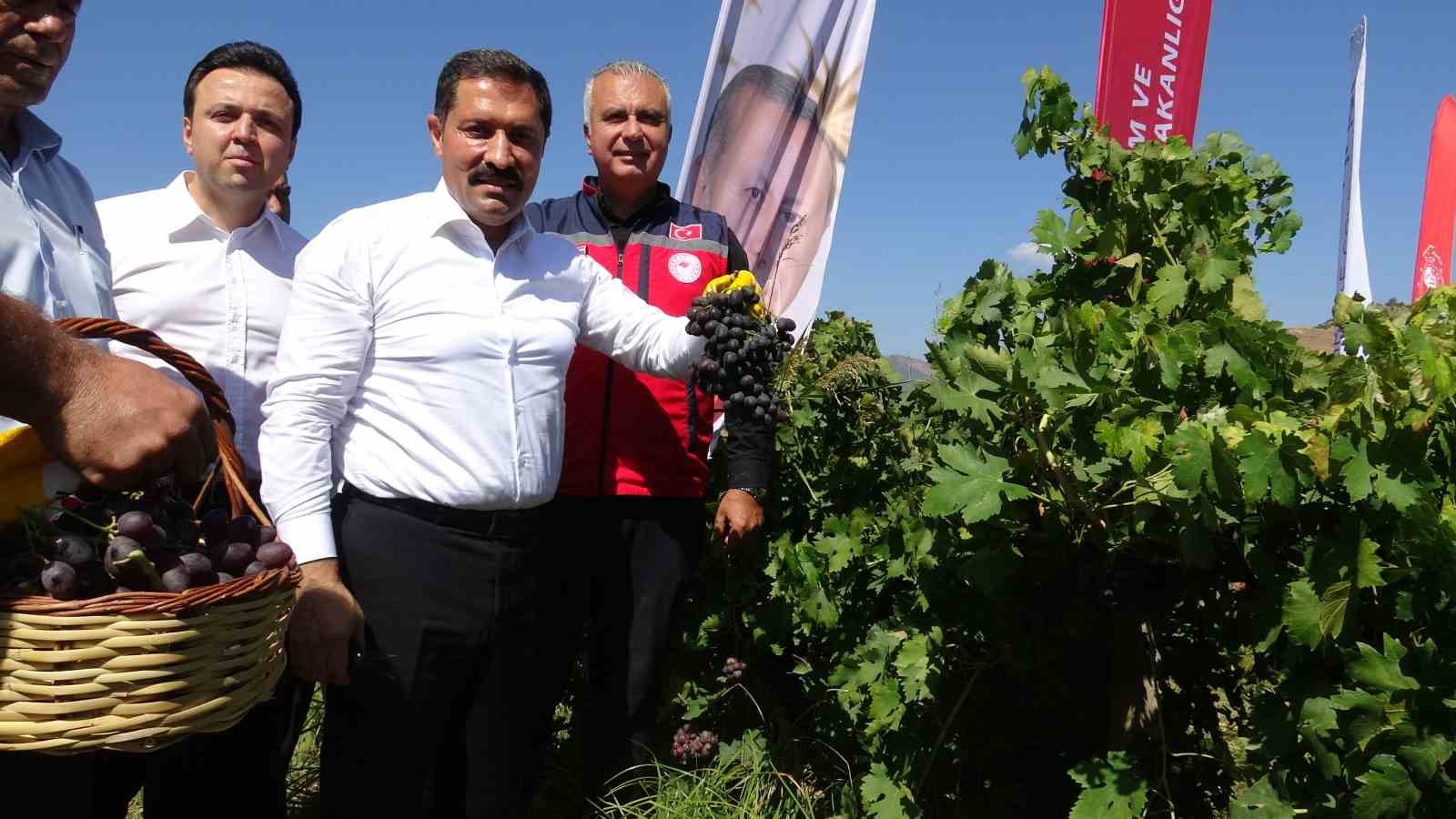 Bereketin yaşandığı üzümde bağ bozumu başladı, 85 bin ton rekolte bekleniyor
