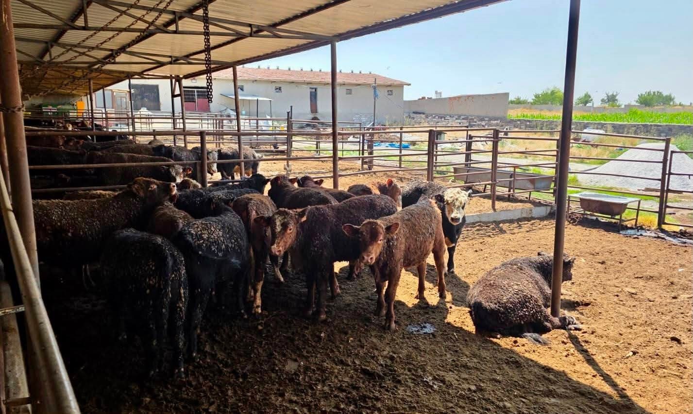 Besilik sığırlara yönelik kontrol ve denetimler sürüyor
