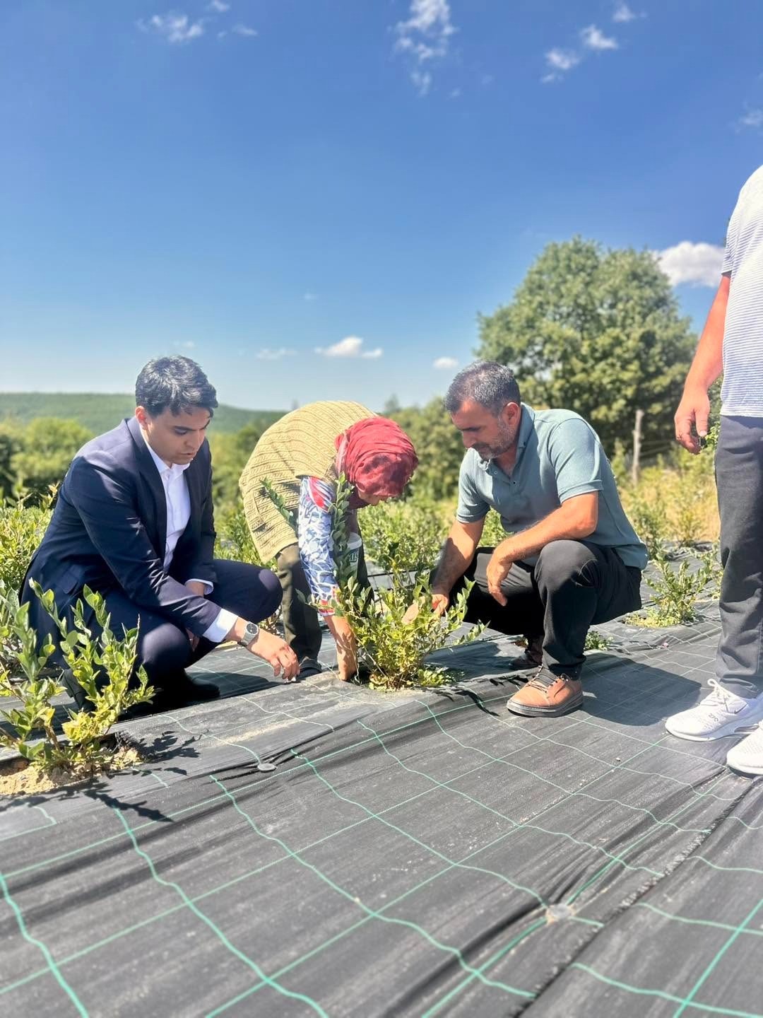 Bilecik’te yaban mersini hasadı yerinde incelendi

