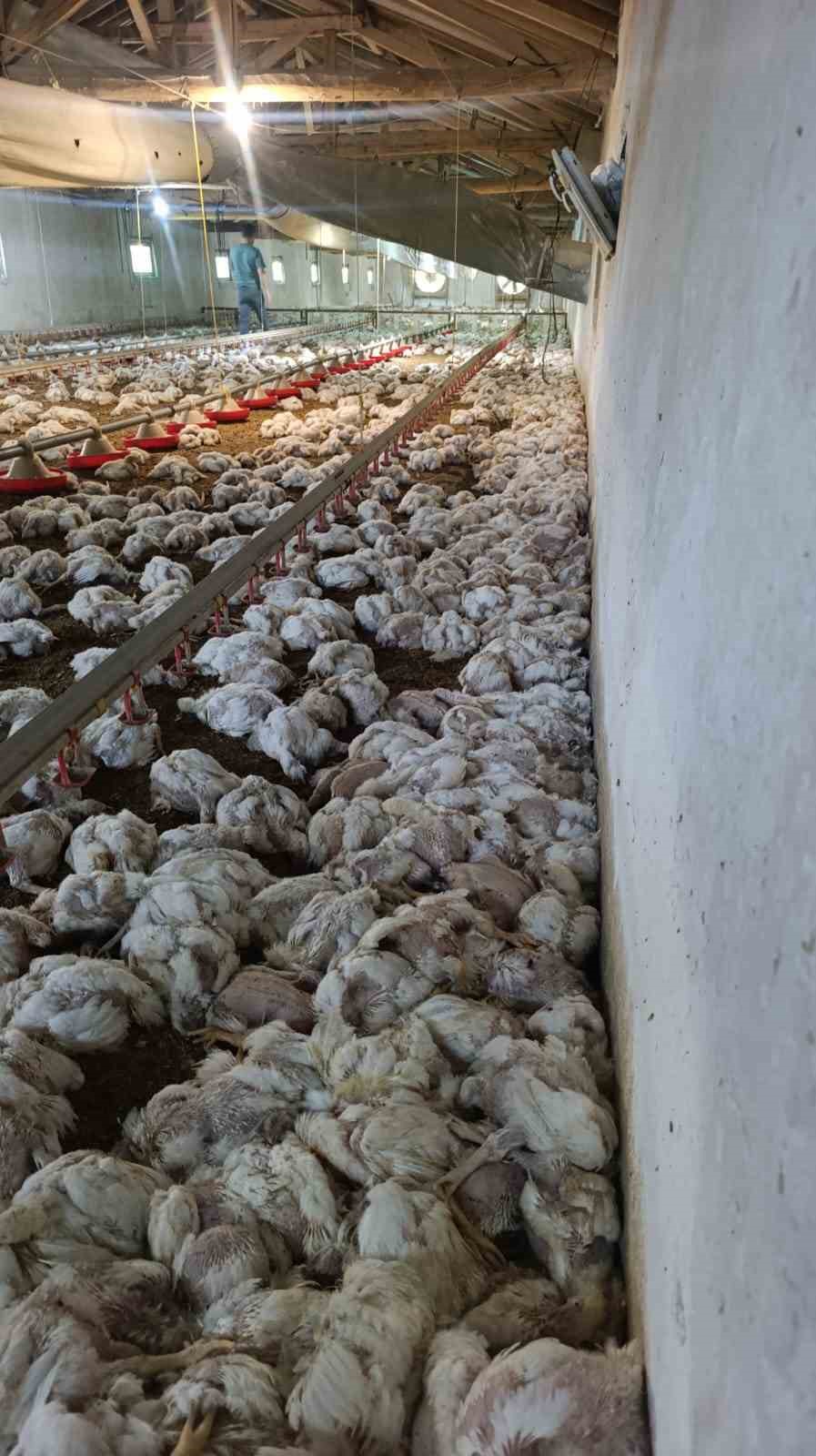 Bolu’da kümesin havalandırması devre dışı kalınca 4 bin tavuk telef oldu
