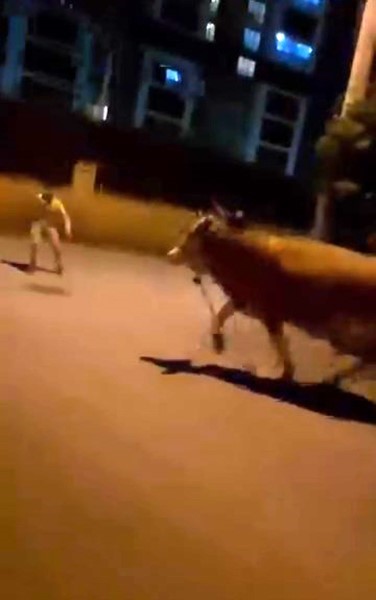 Bursa’da dana paniği
