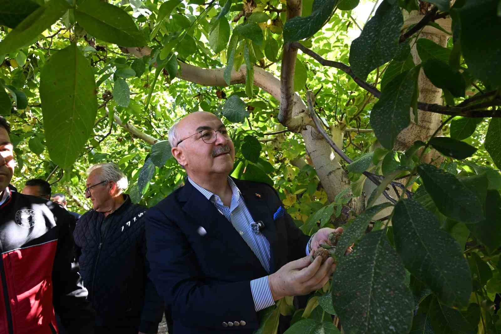 Çameli ceviz üretiminde Türkiye’de ilk sırayı hedefliyor
