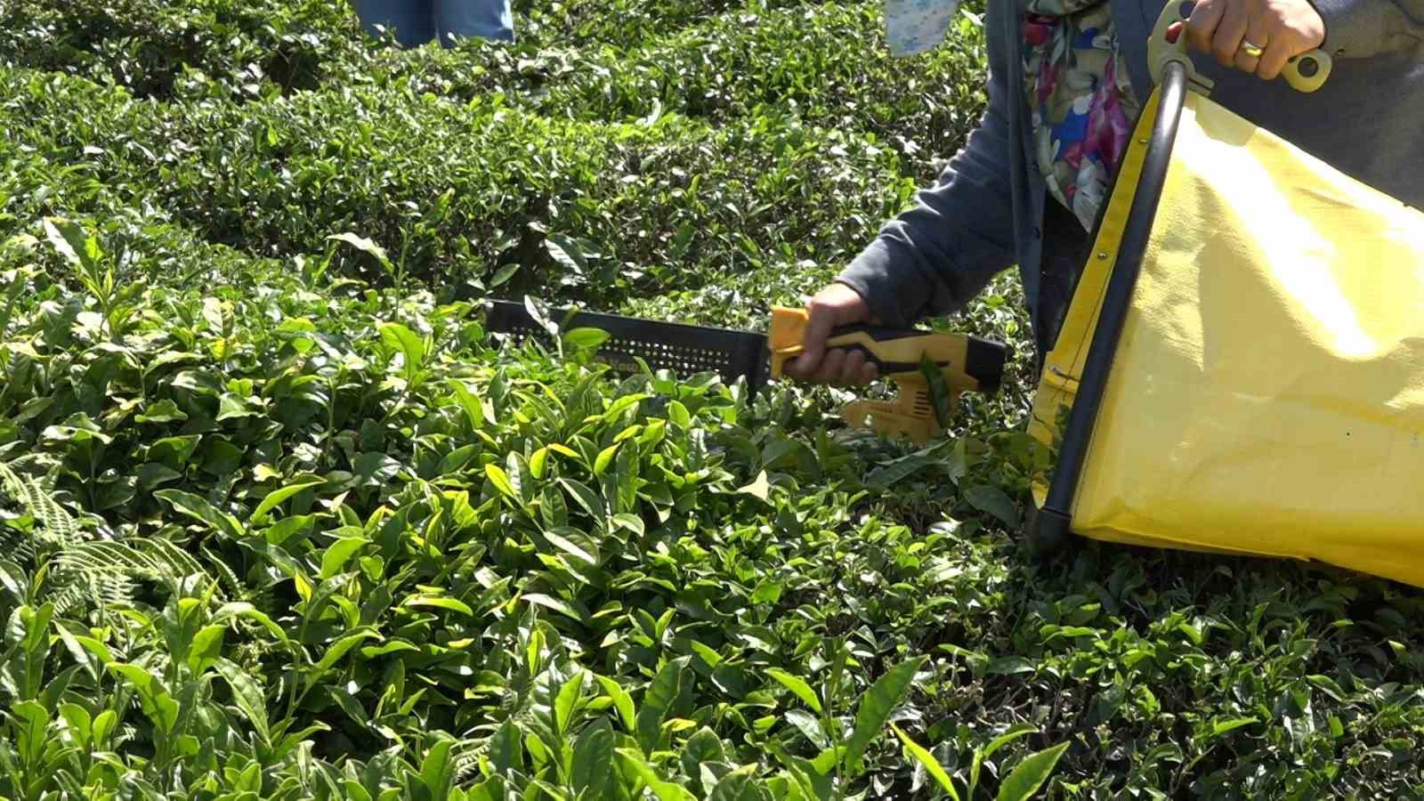 ÇAYKUR yaş çay alımına 1 günlük ara verdi
