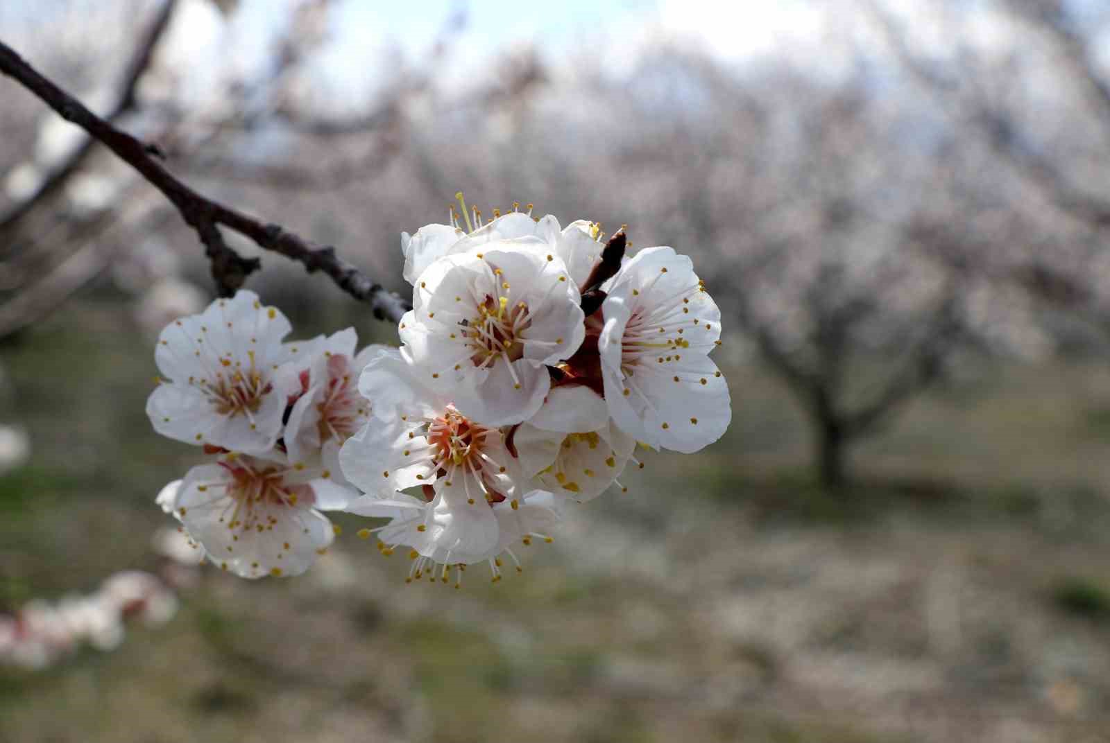 Çiçek açan ağaçların görselliği mest etti
