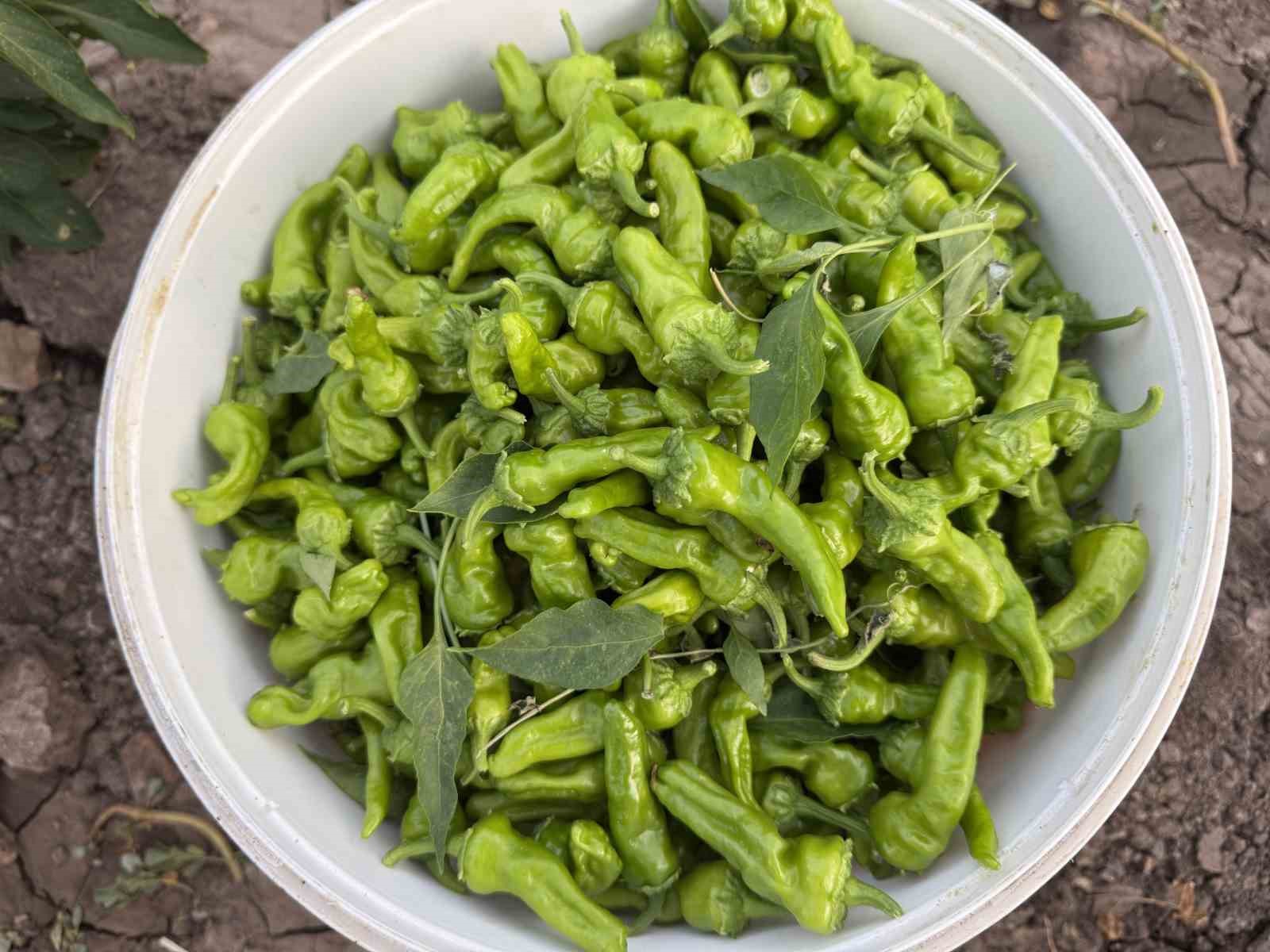 Coğrafi tescilli Çermik biberinde son hasat dönemi
