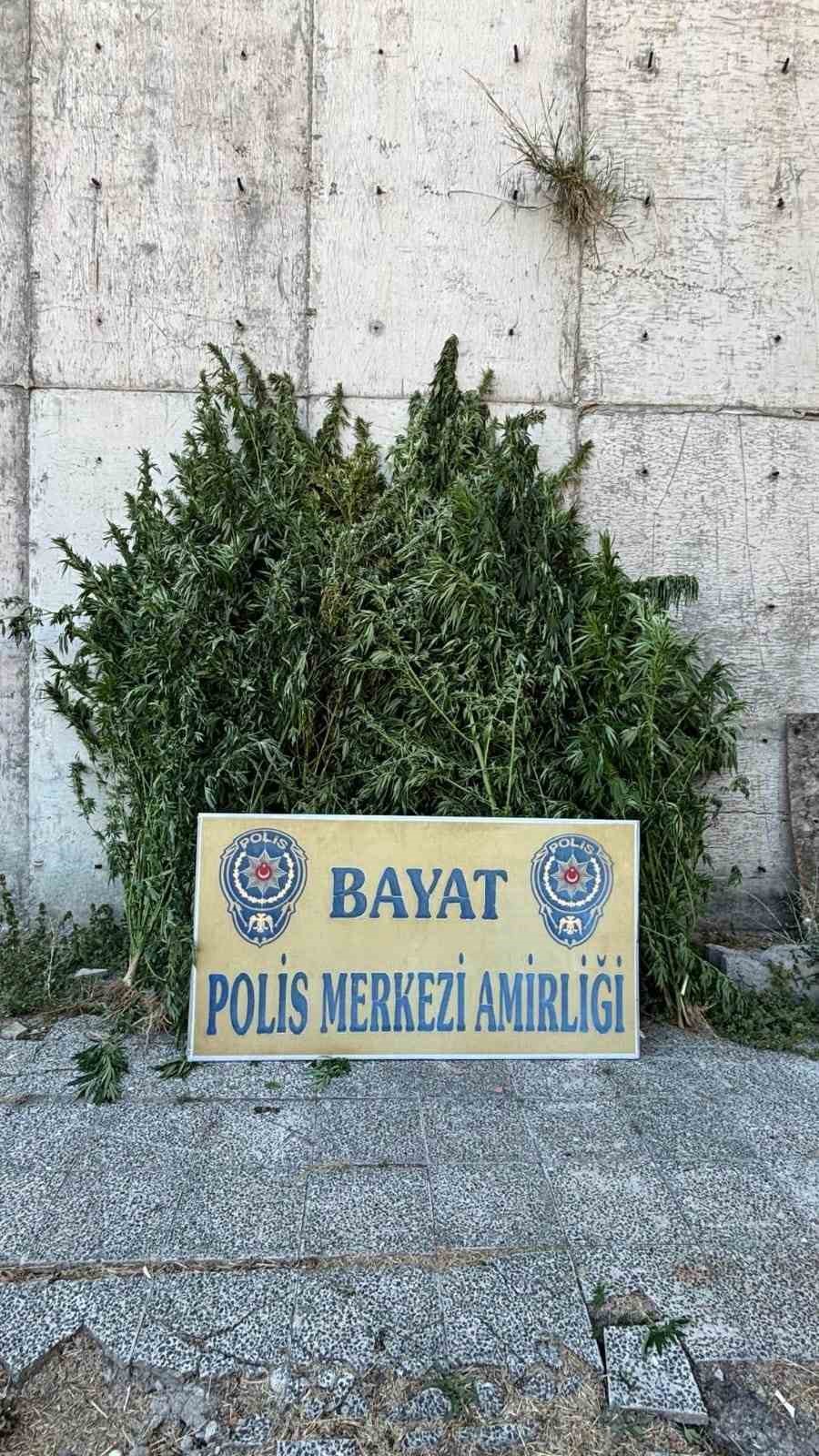 Çorum’da 46 kök Hint keneviri ele geçirildi: 1 tutuklama
