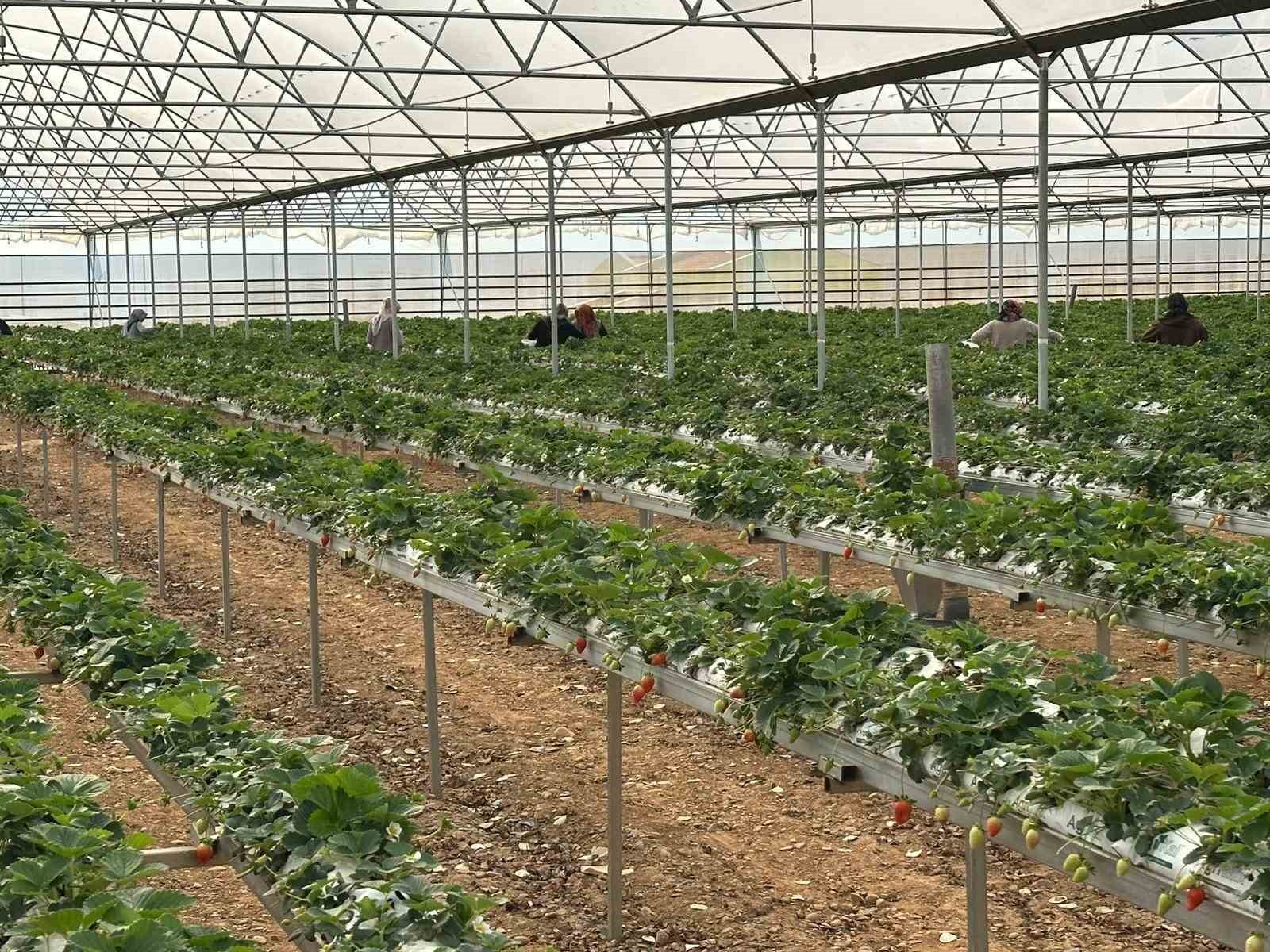 DOĞAKA’nın desteklediği projede çilekler hasat edilmeye başlandı
