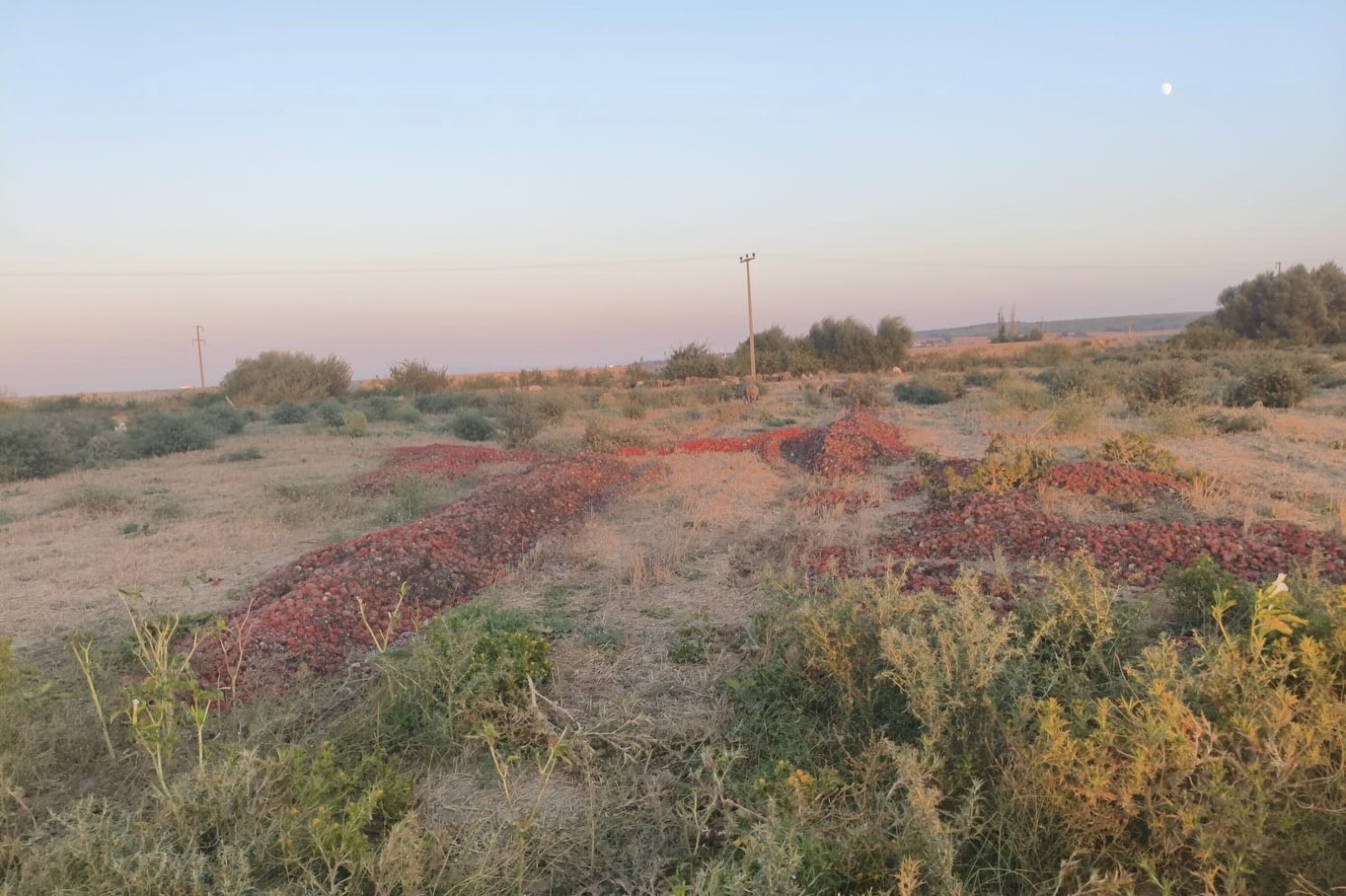 Dökülen domateslerin çürük olduğu ortaya çıktı
