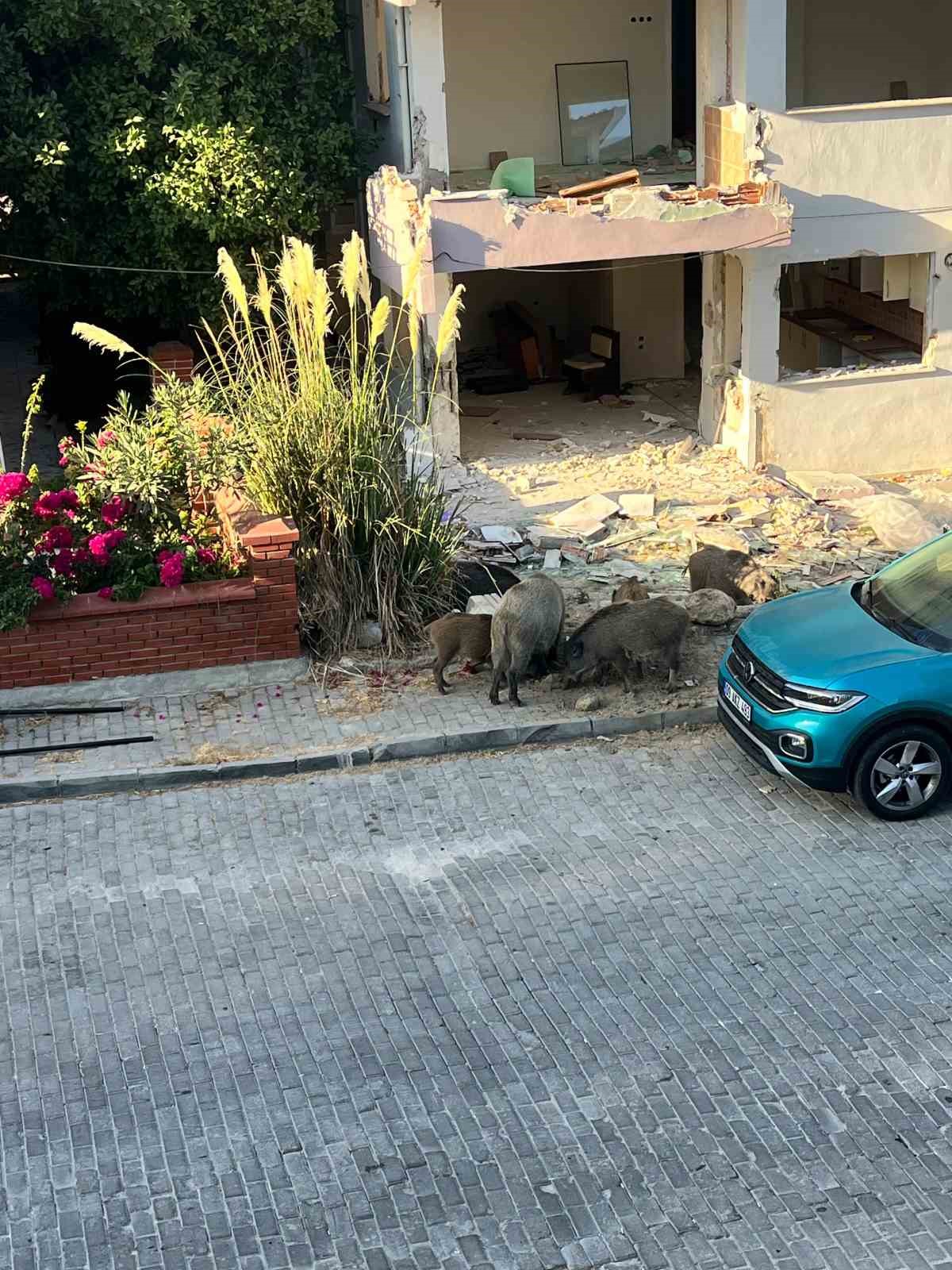 Domuz sürüsü mahalleye indi, vatandaşlar tedirgin oldu
