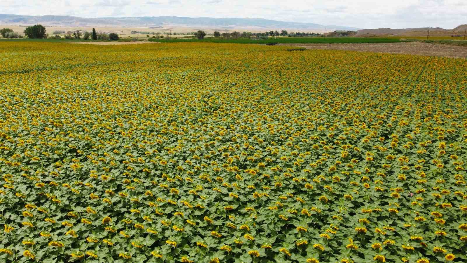 Dronla görüntülenen ayçiçeği tarlaları görsel şölen sundu
