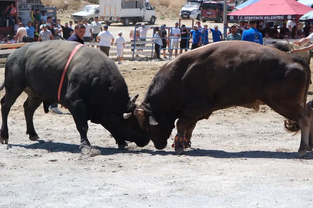 Ege’nin pehlivan boğaları Germencik’te arenaya çıktı
