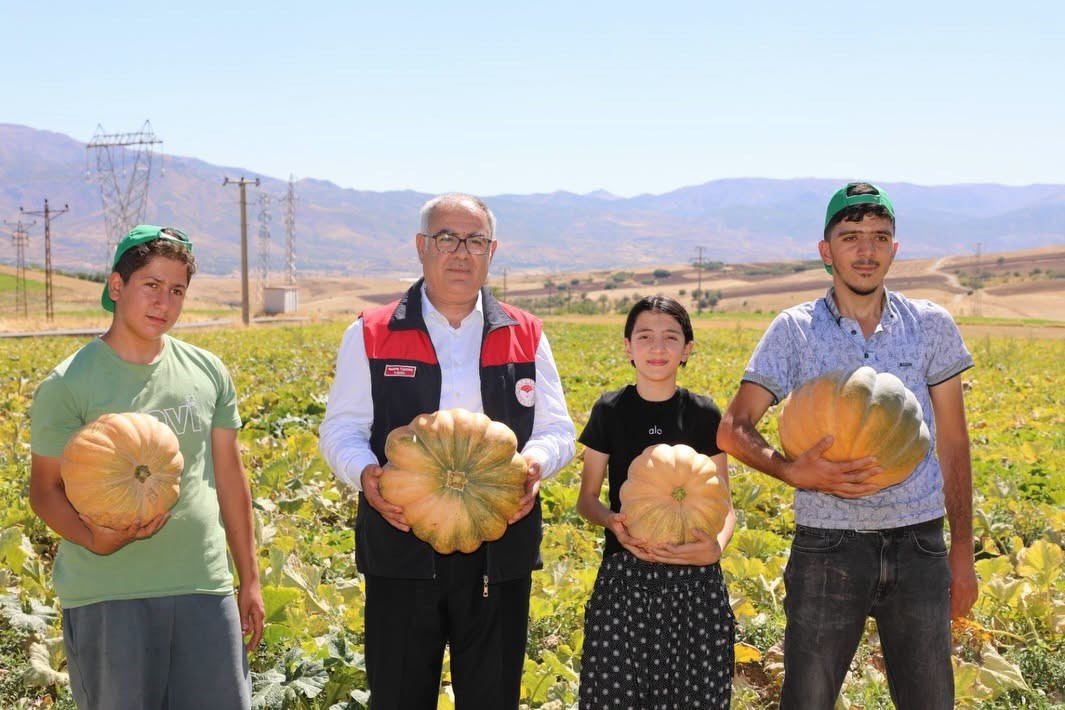 Elazığ’da kabak hasadı başladı: 4 bin tonun üzerinde rekolte bekleniyor

