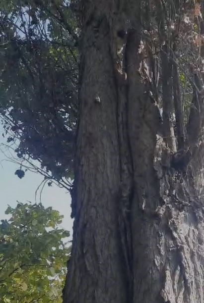 Elazığ’da sincapların ceviz toplama telaşına güldüren yorum: "Böyle iki sincap yetiştirsek bize ceviz toplarlar"
