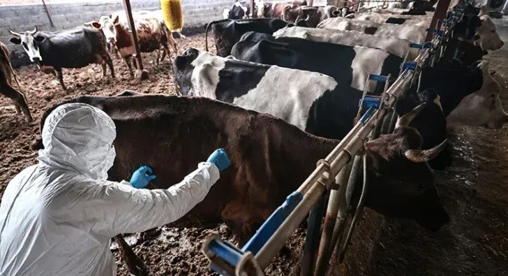 Elbistan’da 5 mahallede şap karantinası: Hayvan giriş ve çıkışları yasaklandı
