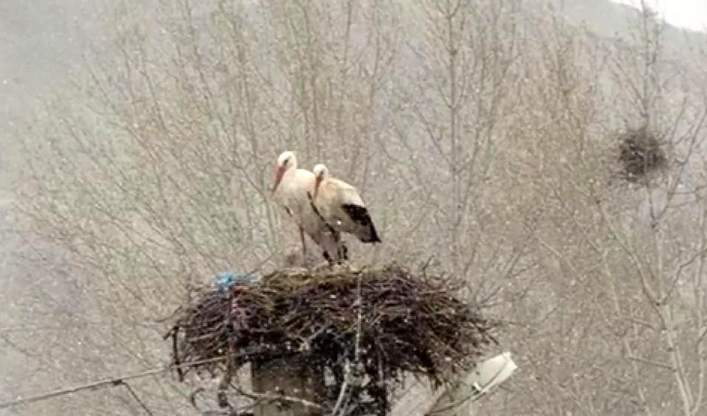 Erken göçen leyleklere kar sürprizi
