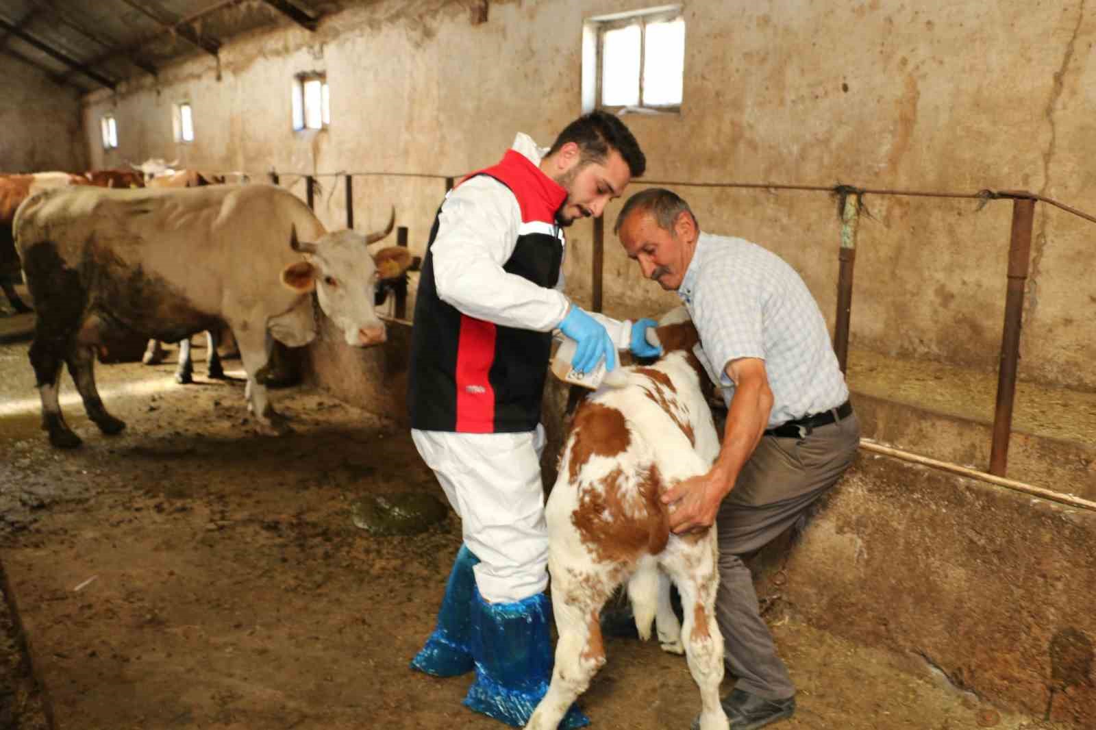 Erzincan’da hayvanları kenelere karşı korumak için ilaçlama başladı
