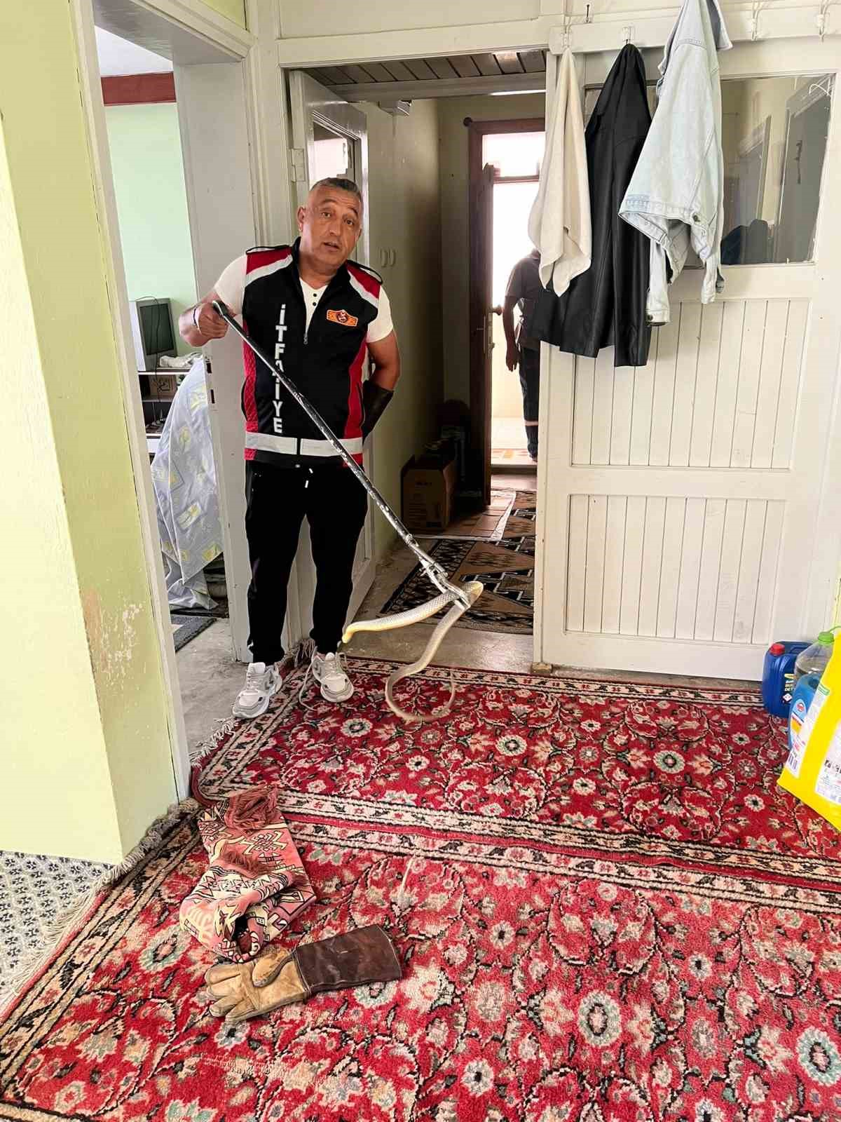 Evde yılan paniği
