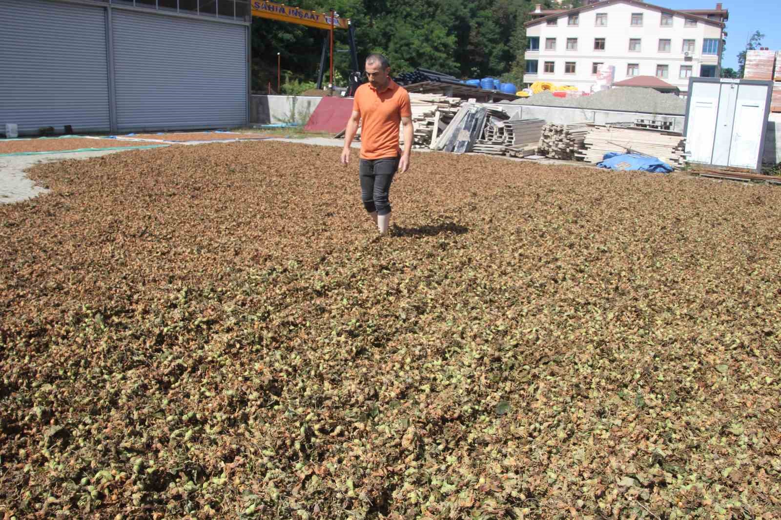 Fındıkta zorlu kurutma mesaisi sürüyor
