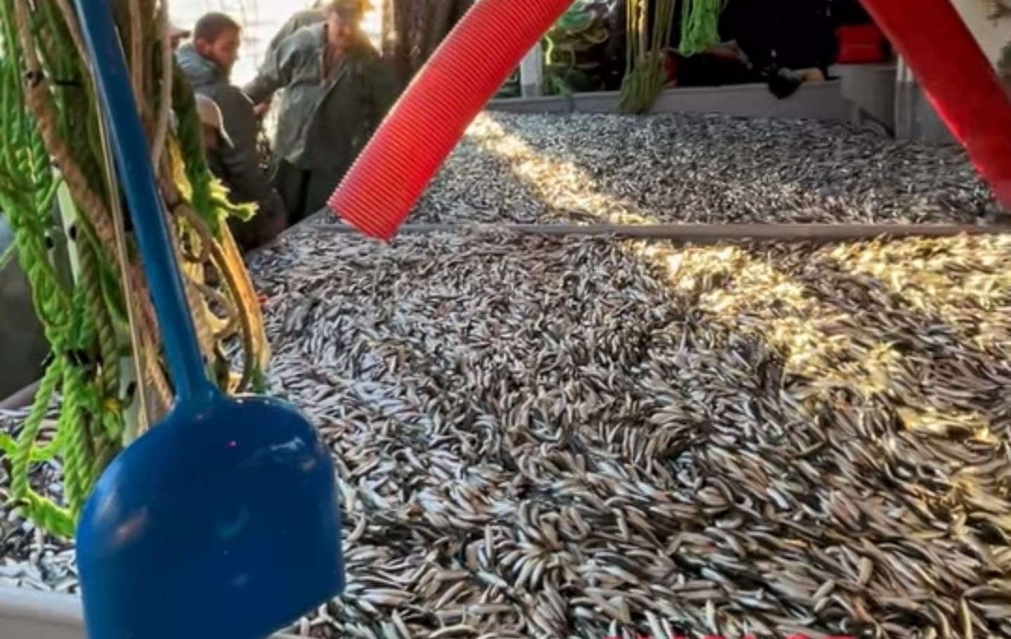 Gelibolu’da bin 500 kasa sardalya yakaladı
