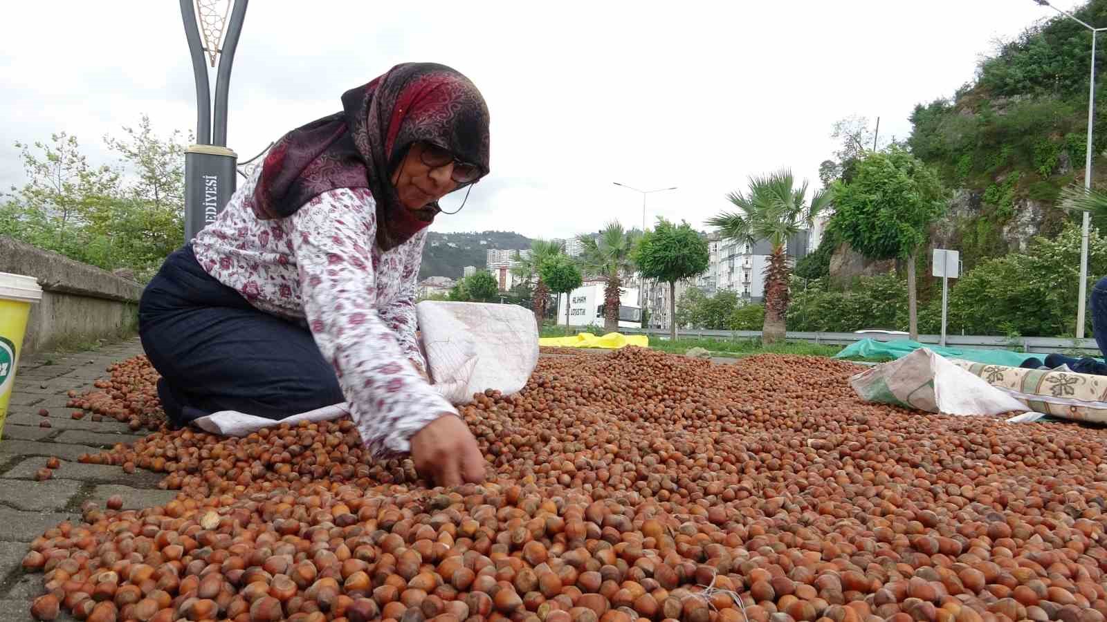 Giresun’da fındık fiyatı 250 TL’ye geriledi, üretici umudunu yeni yıla bıraktı
