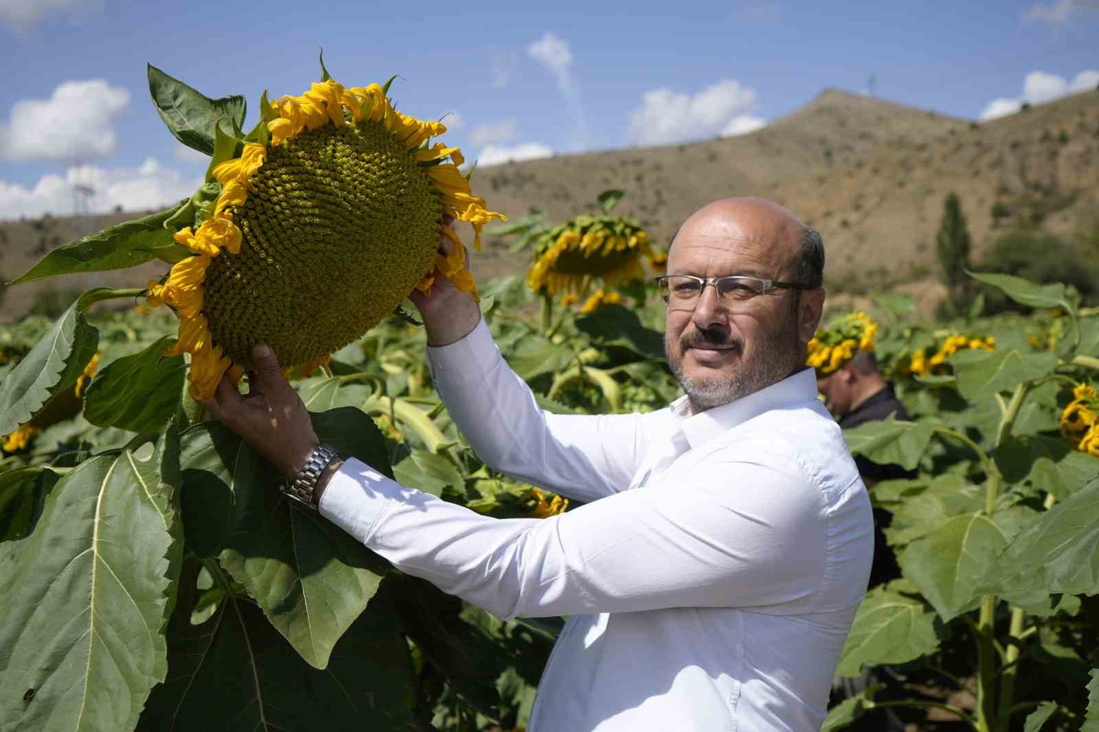 Gümüşhane’de ayçiçeği bereketi: 200 dönümden 60 ton rekolte bekleniyor
