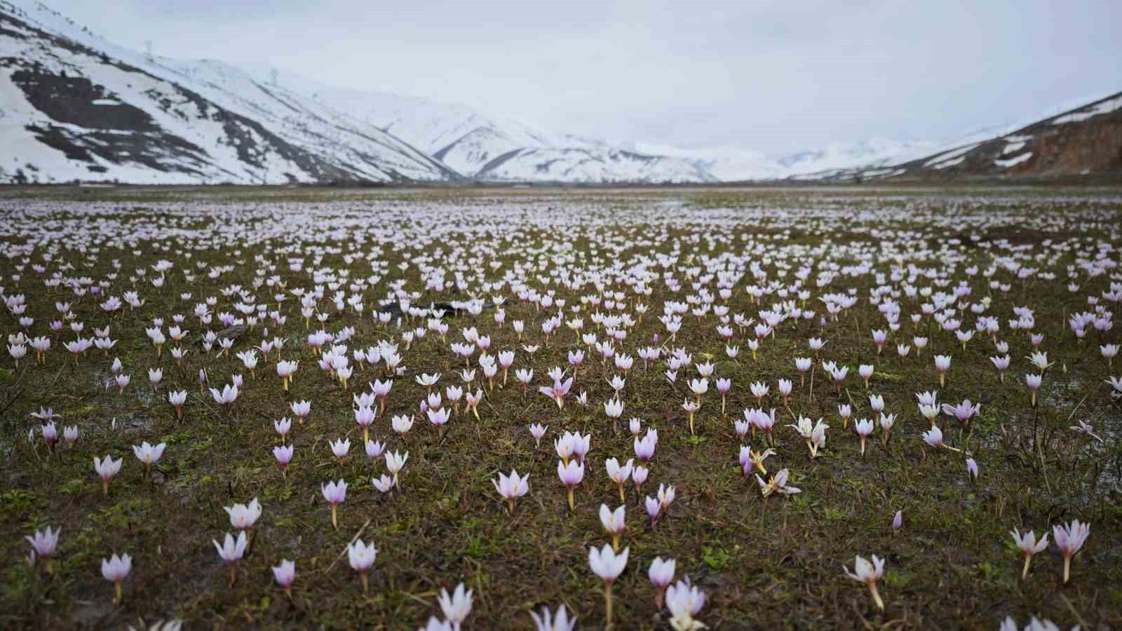 Güzeldere Vadisi bahar çiğdemleriyle süslendi
