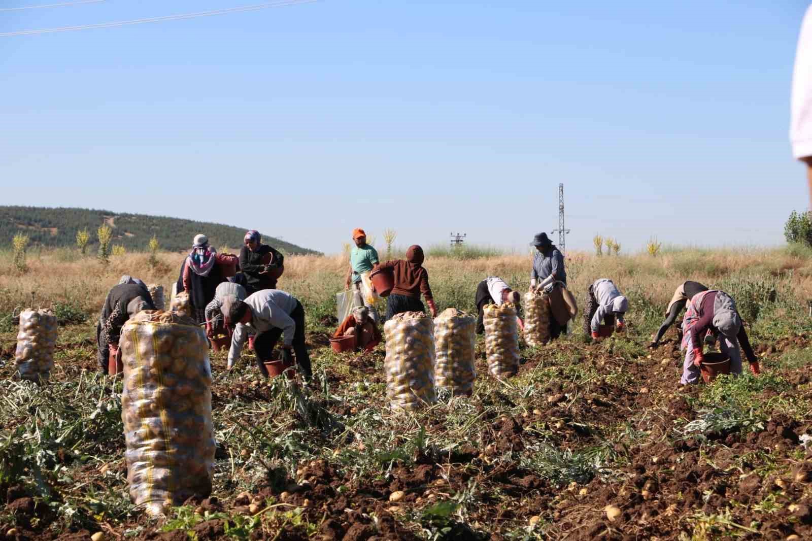Hasadı başlayan patates fiyatıyla üreticilerin yüzünü güldürdü
