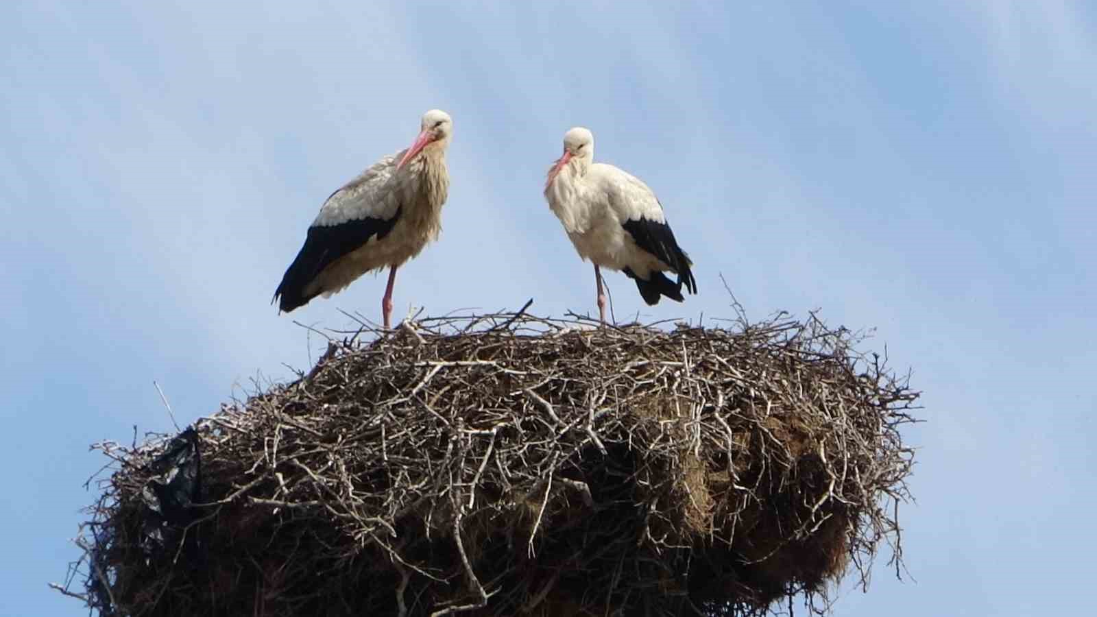 haskoyde leylekler ayni guzergahta 18 yuvayi doldurdu 20260329AW671477