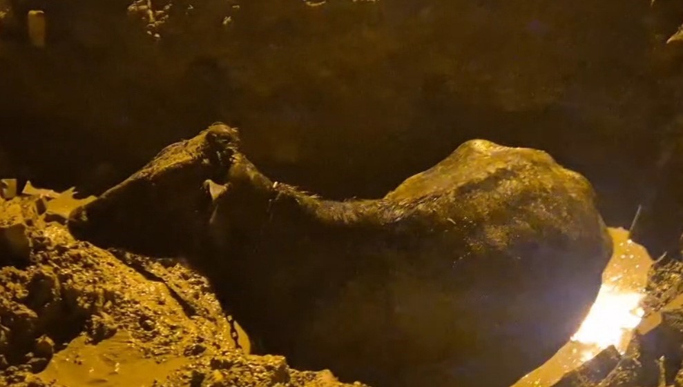 İnek belediyenin kazdığı çukura düştü

