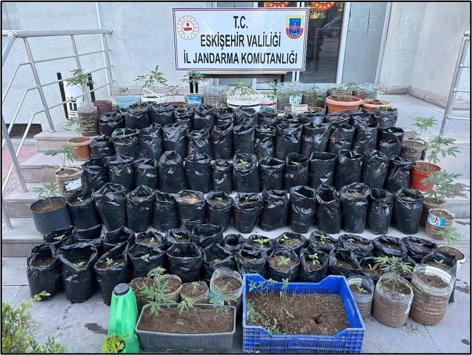 Jandarma saksılarda yetiştirilen 161 kök kenevir bitkisi ile esrar ele geçirdi
