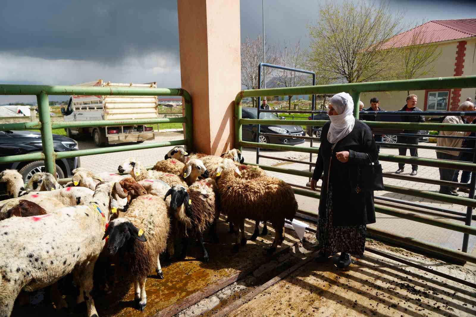 Kadın üreticilere 3 bin küçükbaş hayvan desteği
