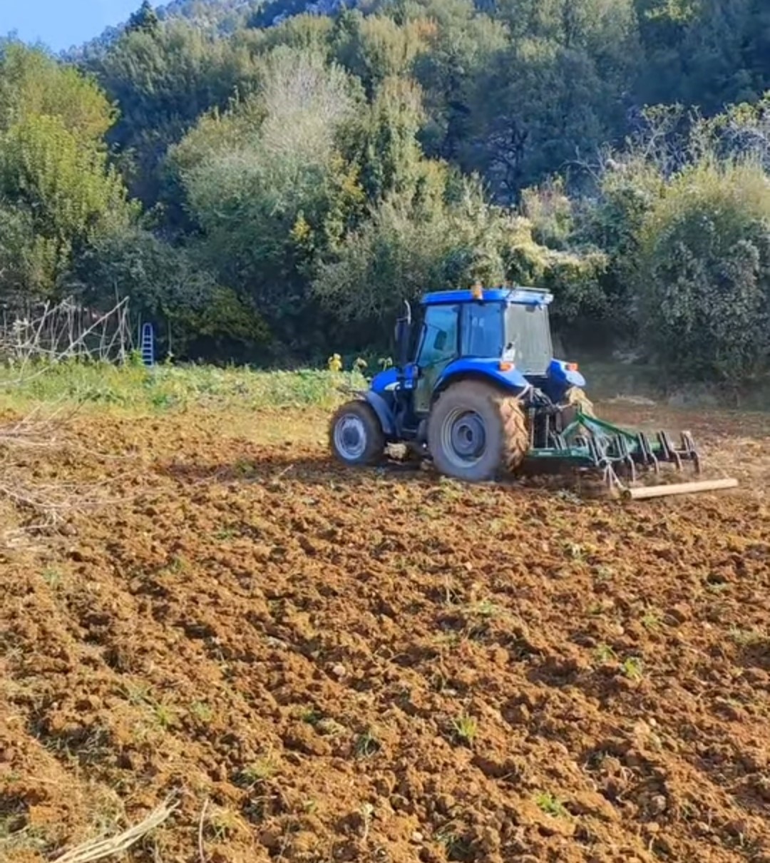 Kahramanmaraş’ta sonbahar yağmurları buğdaya can suyu oldu

