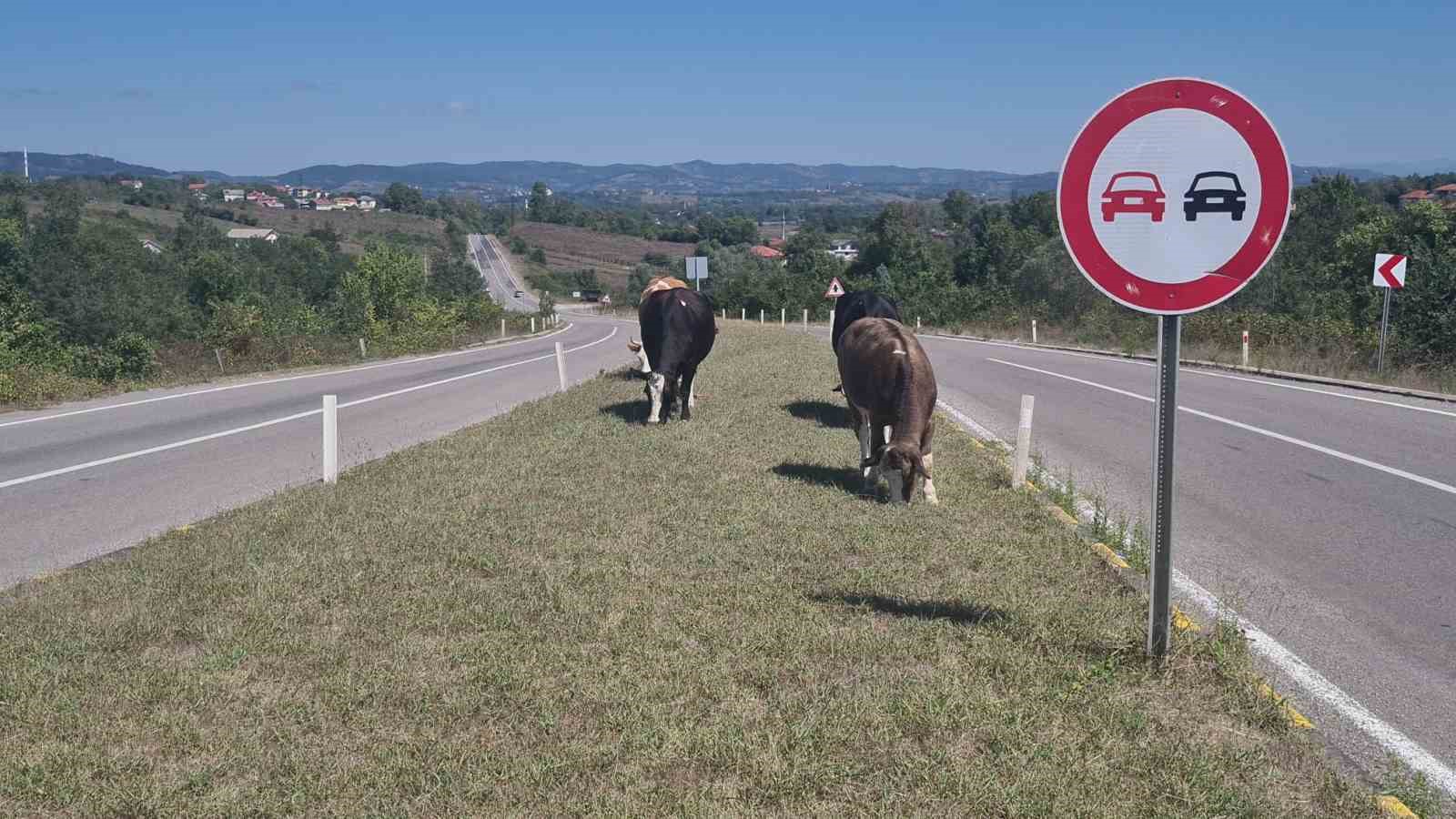 Kara yoluna çıkan başıboş hayvanlar tehlike saçıyor
