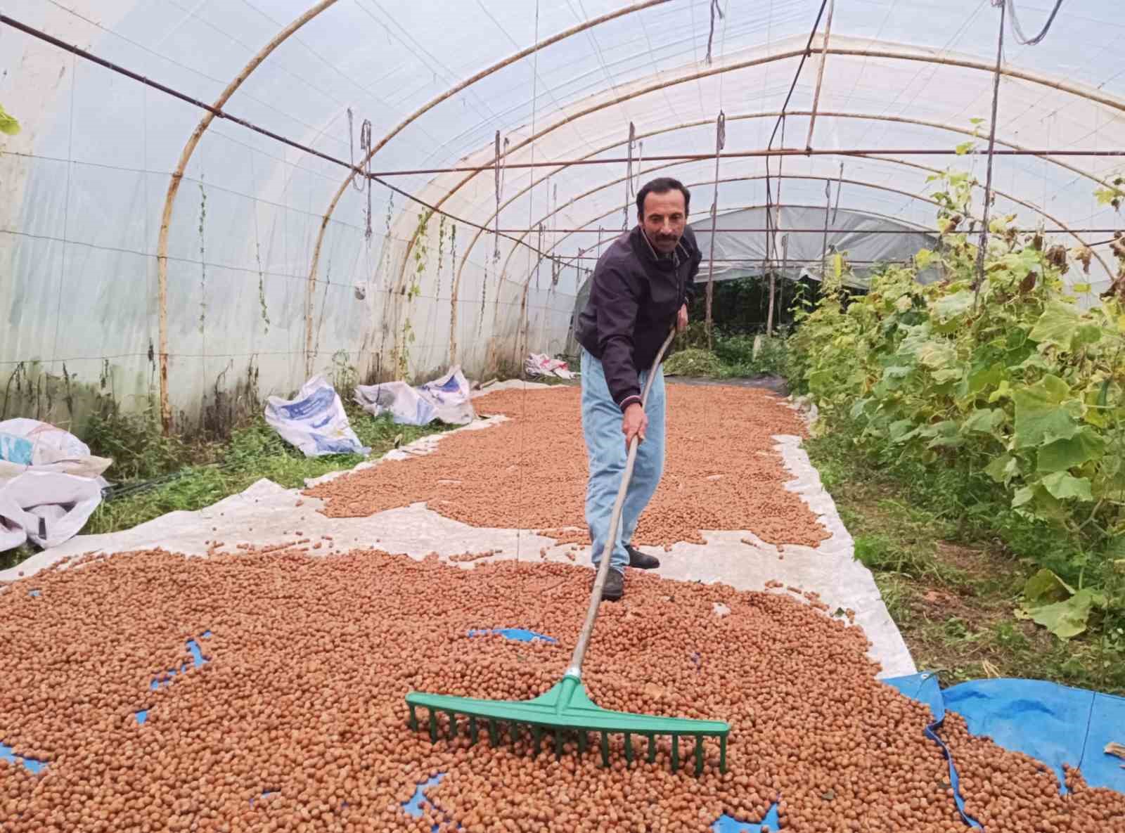 Karadeniz’de dinmeyen yağmurda serada fındık kurutma dönemi
