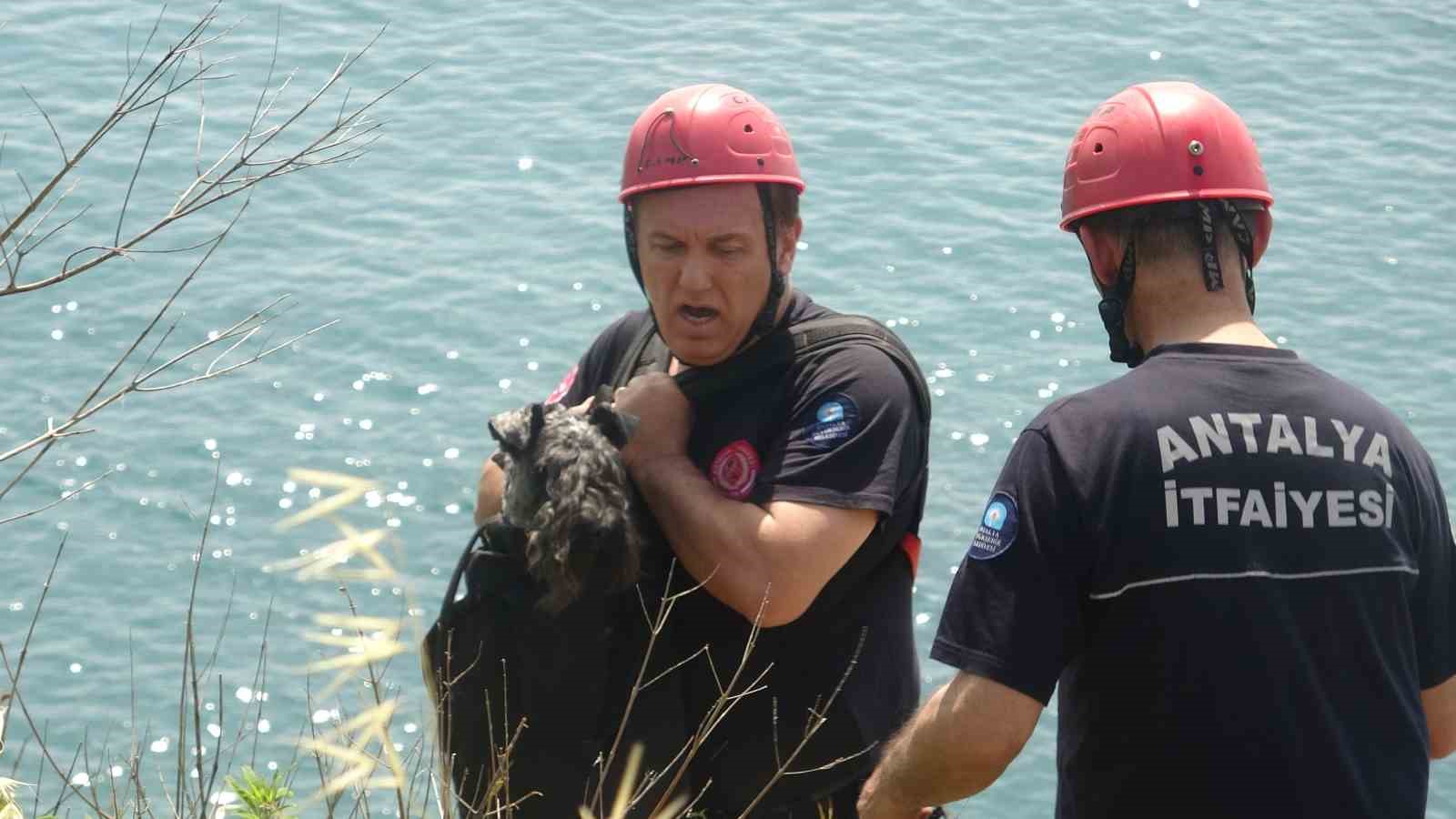 Kedi kovalarken falezlerden düşüp mahsur kalan köpeğe film gibi kurtarma operasyonu
