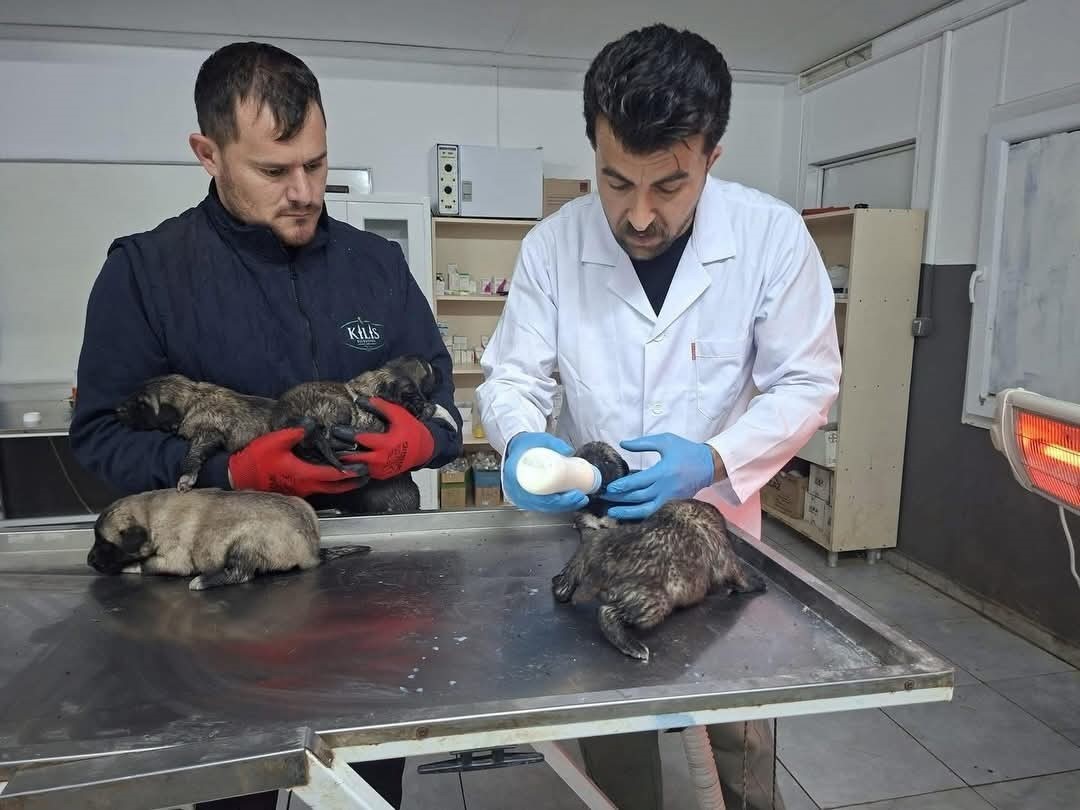 Kilis’te 6 köpek yavrusu yangından kurtarıldı
